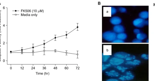 Fig.  1.  FK506  induced  cytotocixity  and  nuclear  fragment  on   Ju-rkat  cells.  (A)  Cells  were  treated  with  10μM  FK506  for  12  to  72  hr  and  lysed  to  measure  the  activity  of   cas-pase  proteases  by  using   flu-orogenic  biosubstrat