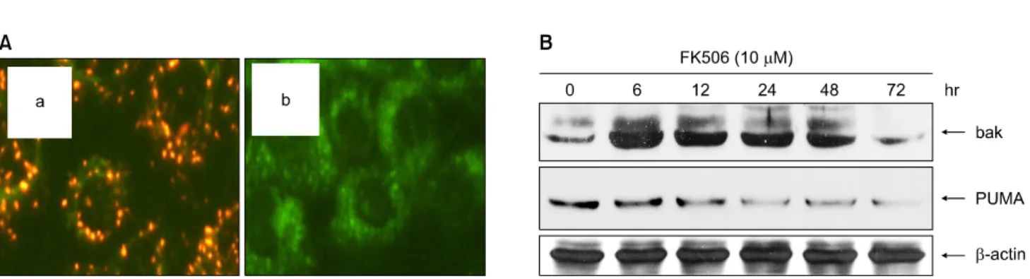 Fig.  4.  Change  of  mitochondrial  membrane  potential  transition  and  differential  expression  of  Bak  and  PUMA  in  FK506  treated  Jurkat  cells