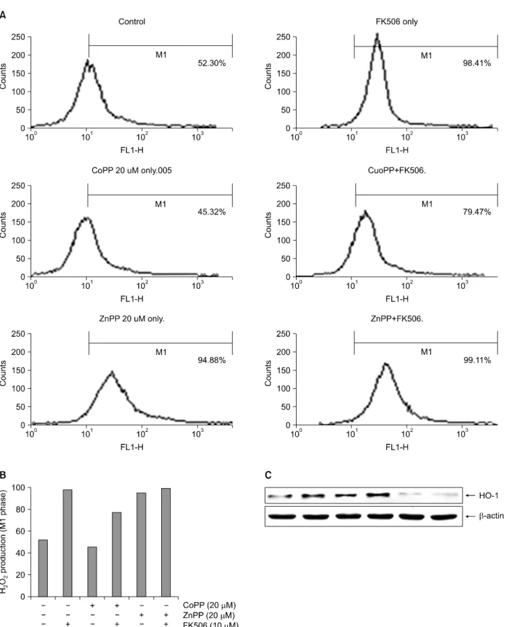 Fig.  5.  Effects  of  H 2 O 2   production  and  HO-1  protein  expression  in  Jurkat  cells  by  CoPP  or  ZnPP