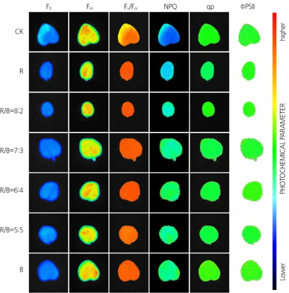 Fig. 1. Chlorophyll fluorescence in leaves sampled from plantlets grown under different ratios of red and blue light