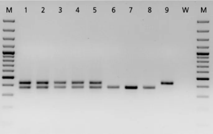 Fig. 1. Detection of the Mi-1.2 gene in tomato cultivars (lanes 1-5, 9) and rootstocks (lanes 6-8) using primers Mi23F and  Mi23R
