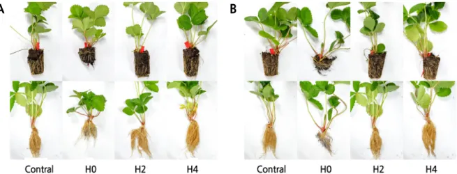 Fig. 3. Effect of functional plug trays on root morphological characteristics of plugs rooted in a commercial medium at 5  weeks after plugging in ‘Seolhyang’ (A) and ‘Maehyang’ (B) strawberries
