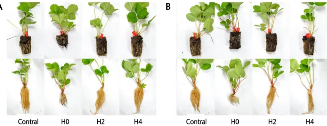 Fig. 4. Effect of functional plug trays on root morphological characteristics of plugs rooted in Ellepot at 5 weeks after  plugging in ‘Seolhyang’ (A) and ‘Maehyang’ (B) strawberries