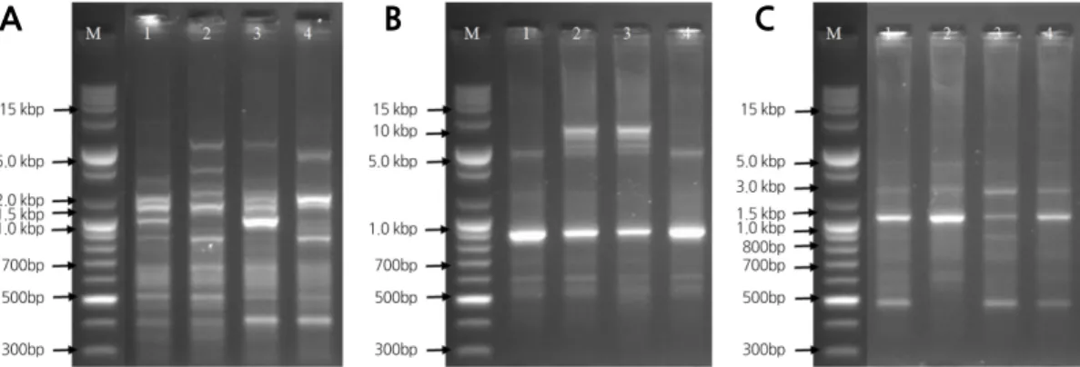 Fig. 2. Random amplified polymorphic DNA (RAPD) profile generated from ‘Pink Garden’ and its parents with OP9 (A),  OP14 (B), and OP15 (C)