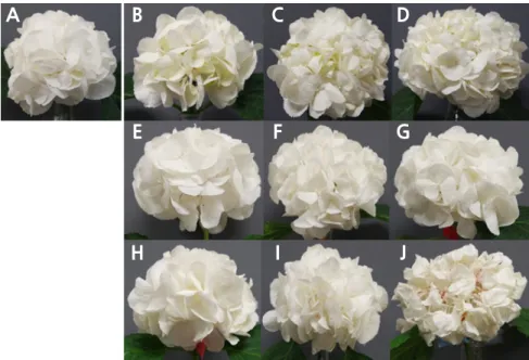 Fig. 1. Appearance of hydrangea‘Snowball White’ cut flowers by postharvest storage period and temperature: 1st day after  storage test (A), 5th day after storage test (B - D), 10th day after storage test (E - G), 15th day after storage test (H - J) at  sto