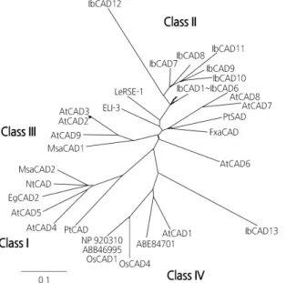 Fig. 1. Phylogenetic tree of cinnamyl alcohol dehydrogenases (CADs) in evolutionarily distant plants
