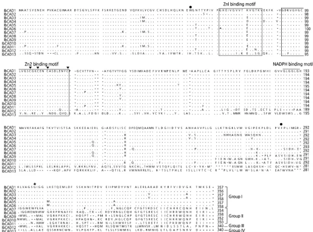 Fig. 3. Amino acid sequence alignment of 13 IbCADs and structural features of substrate binding in each group
