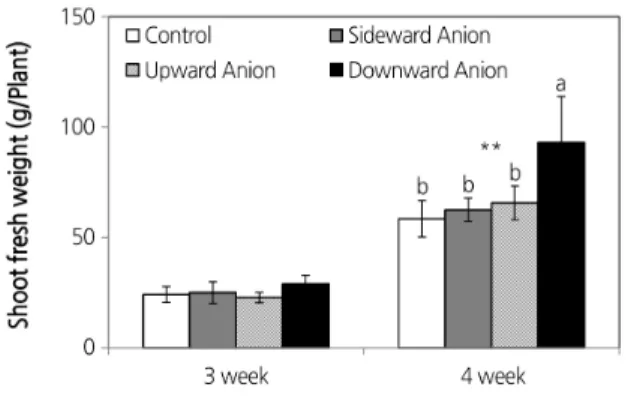 Fig. 4. Shoot fresh weight of lettuce according to generation position of air anion in fluorescent light