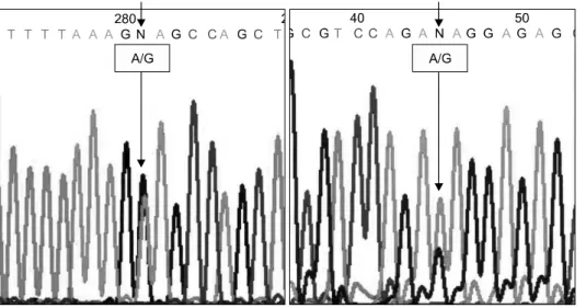 Fig.  3.  The  direct  sequencing  result  of  exon  11  of  BRCA1.  The  left  graph  was  an   unclassi-fied  variant  of  3232A＞G,  resulted  in  Glutamic  acid  to  Glycine  change  at  codon  1,038  (E1038G)