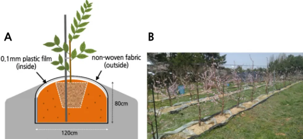 Fig. 1. Schematic diagram (A) and pit planting (B) of ‘Yumi’ peach trees used in this study.
