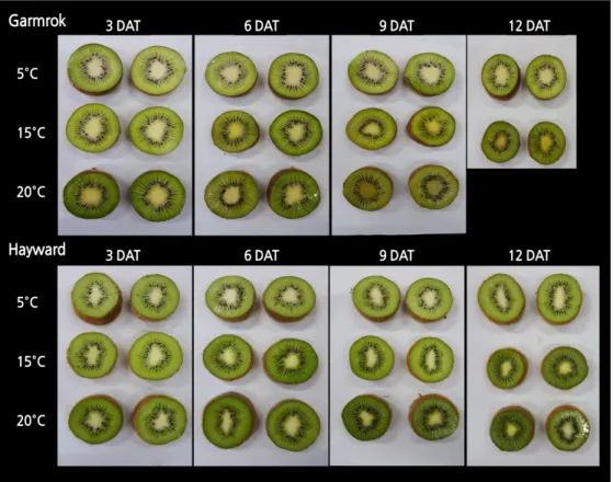 Fig. 7. Changes in flesh color in ‘Garmrok’ and ‘Hayward’ kiwifruit at different storage temperatures after 1,000 µL·L -1 exogenous ethylene treatment.
