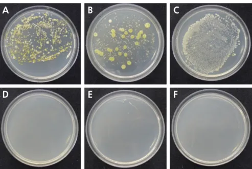 Fig. 2. Colony formation of bacteria isolated from different holding solutions of cut rose ‘Beast’ flowers on day six after  chlorine dioxide treatment