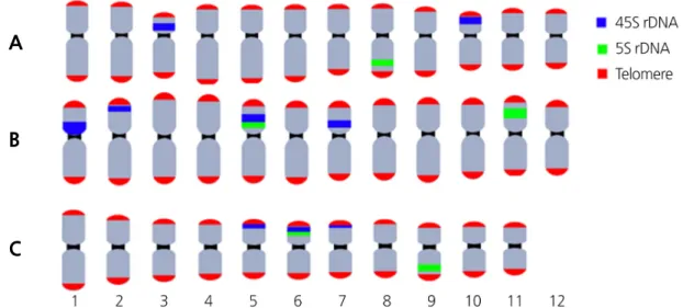 Fig. 3. Triple-color FISH idiogram of C. melo var. flexuosus (A), M. pendula (B), and T