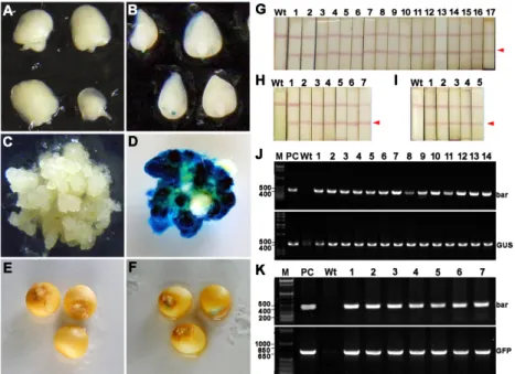 Table 1.   Summary  of  transformation  experiments  of  maize  inbred  Hi  IIA.