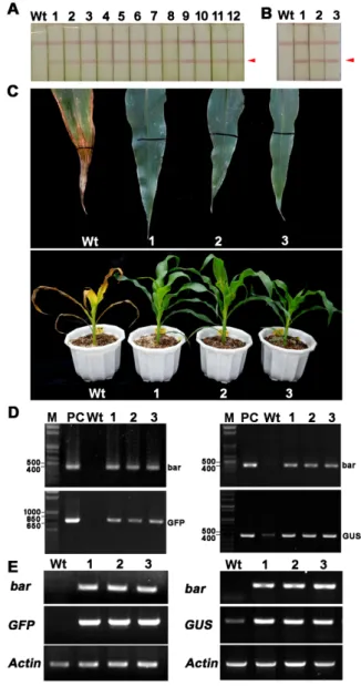 Fig. 3.   Transgene  inheritance  in  the  progeny  (T 1 )  of  transgenic  maize  plants