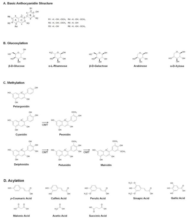 Fig. 2. Modification of anthocyanin. (A) Basic structure of an anthocyanidin. Numbering indicate different carbon groups