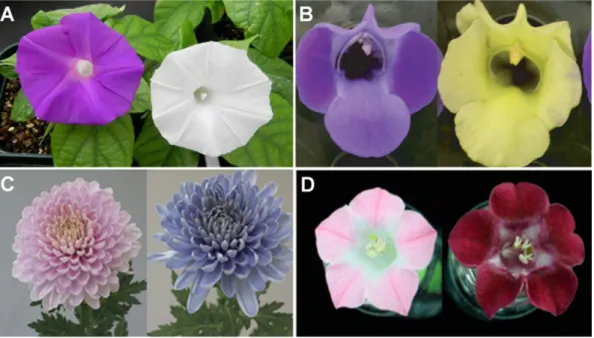 Fig. 4. Flower color modification through genetic engineering of flavonoid biosynthetic pathway