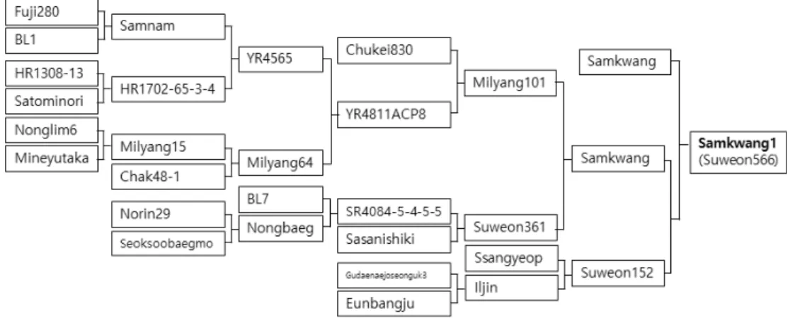 Fig. 2. Genealogical diagram of ‘Samkwang1’.