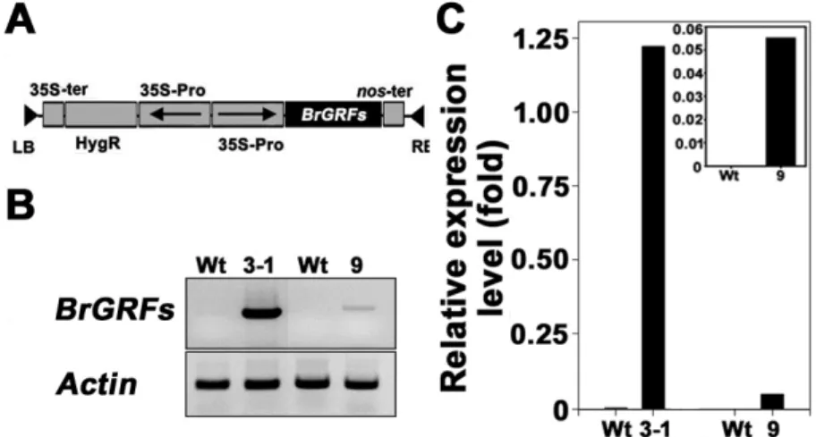 Fig. 1. Construction of expression vectors and expression patterns of BrGRFs  in transgenic B.napus  plants