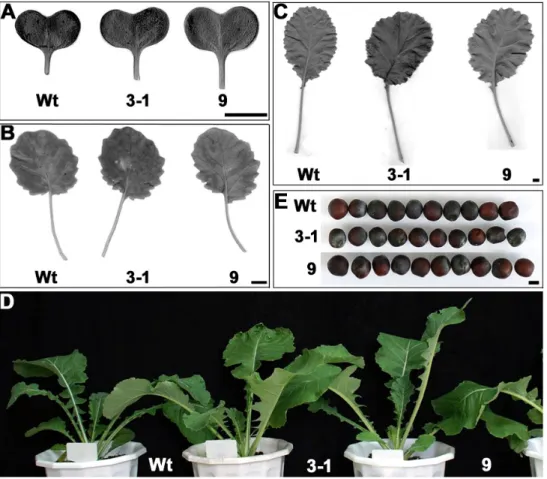 Fig. 2. Phenotypes of BrGRF-OX plants. (A) Cotyledon at 10 days. Bar, 1 cm. (B) and (C) Leaf size and morphology at 5 and 7 week,  respectively