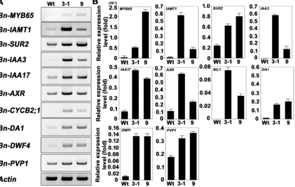 Fig. 6. Expression patterns of GA-, auxin-, and cell division-related genes. (A) Semi-quantitative RT-PCR for determination of BrGRF  expression in transgenic plant leaves