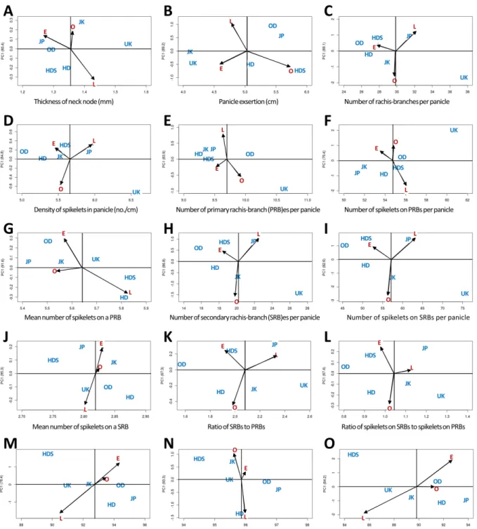 Fig. 5.  Additive main effects and multiplicative interaction (AMMI) biplots of panicle-related traits in six early maturing rice varieties across  three  cultivation  times