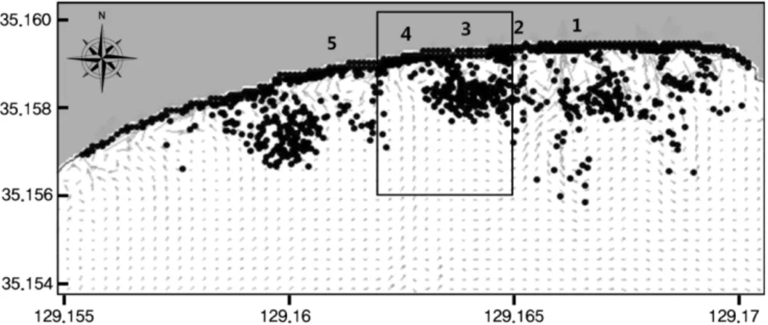 Fig. 8. Simulation results for seaward drifting of swim tubes due to rip currents (2009