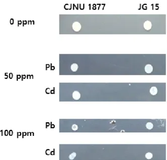 Fig.  2.  Growth  of  L.  paracasei  CJNU  1877  and  E.  faecium  JG  15  strains  on  MRS  agar  plates  containing  Pb  (Pb(NO 3 ) 2 )  and  Cd    (CdSO 4 ).