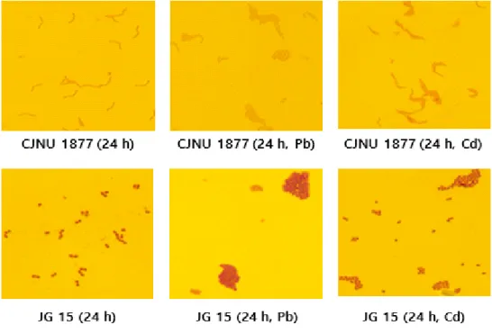 Fig.  3.  Viable  cell  count  of  L.  paracasei  CJNU  1877  and  E.  faecium  JG  15  strains  in  MRS  broth  with  or  without  heavy  metals  Pb  (Pb(NO 3 ) 2 )  and  Cd  (CdSO 4 )