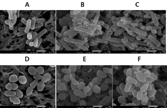 Fig.  5.  Scanning  electron  micrographs    of  cells  of  L.  paracasei  CJNU  1877  and  E