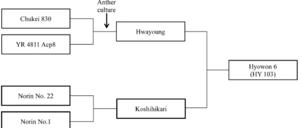 Fig. 2. Pedigree diagram of ‘Hyowon 6’.