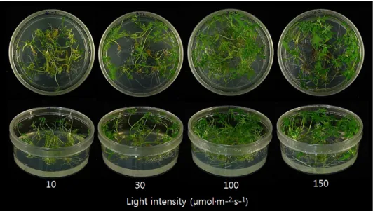 Fig. 2. Appearances of in vitro grown plantlets cultured under the different light intensity for 3 weeks in carrot.
