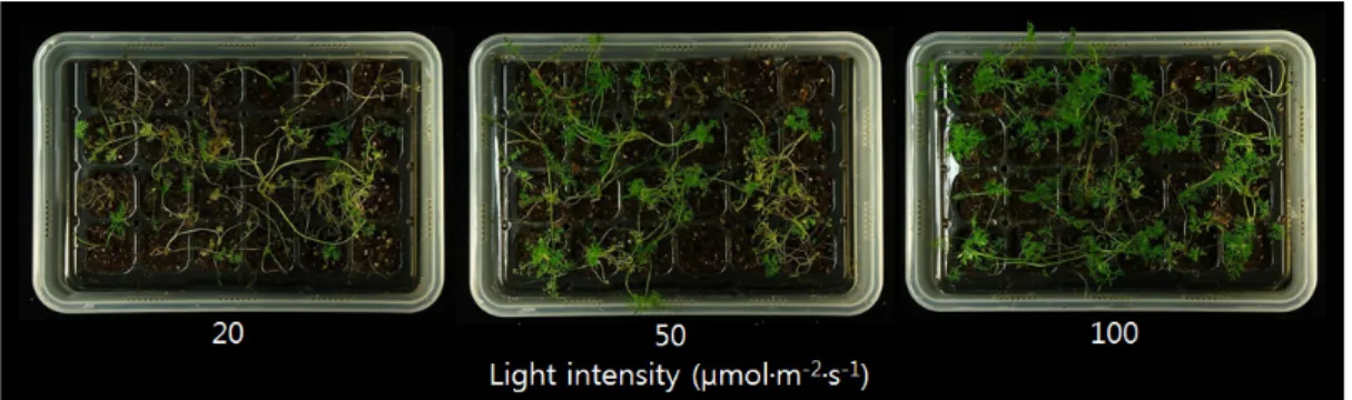 Fig. 4. Appearances of acclimatized plants cultured under the different light intensity for 2 weeks in carrot.