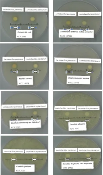 Fig.  1. Anti-microbial  activity  of  L.  pentosus  A67  and  L.  plantarum  C2  using  disc  diffusion  test
