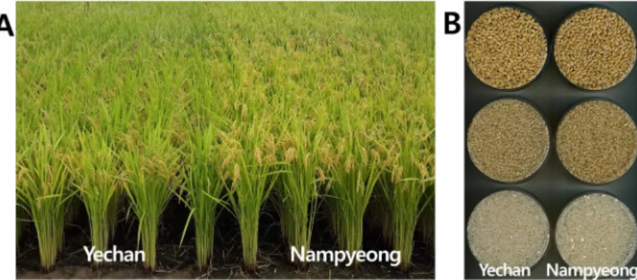 Fig. 3.   Plant  type  at  maturing  stage  (A)  and  grain  shape  of  rough,  brown,  and  milled  rice  (B).