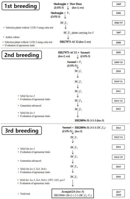 Fig. 1. Schematic diagram of breeding for near-isogenic lines without LOX-3 in the japonica  genetic background.결과  및  고찰LOX-3  결핍  우량계통  육성우리나라 자포니카 밥쌀용 벼 품종에 LOX-3 결핍 대립유전자 lox-3를 도입하기 위한 육종사업이 수행되었다(Fig