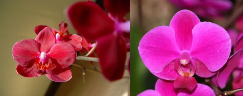 Fig. 6. Flower characteristics of the  Phal. SM 7661(left) and Queen Beer(right, control).