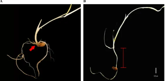 Fig. 2.  Measuring of Mesocotyl length of the control varieties. (A) a low vigor control variety ‘Nipponbare’, (B) a high-vigor control variety 