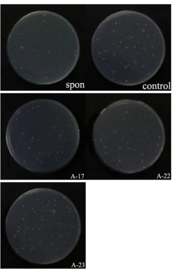 Table 2 은 항돌연변이 실험을 하면서 가장 일반적으로 사 용되는  Salmonella tester strain를 나타내며, Table 3는 일반 적으로 사용되는  Salmonella tester strain의 주요 돌연변이 의 DNA sequence를 나타내며, Table 4는 tester strain들의 Genotype 을  나타내고  있다.