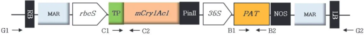 Fig. 1. Schematic representation of the inserted vector used for rice transformation. The arrows indicate primer (Table 1) sites and  the direction of synthesis
