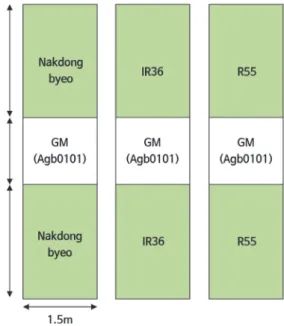 Fig. 2. An experimental design for the field trial. The GM rice  (Agb0101) was planted in white rectangles