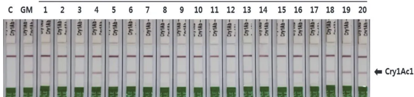 Fig. 5. Confirmation of Cry1Ac1 protein expression for hybrids  between GM rice and weedy rice by using immunostrip.