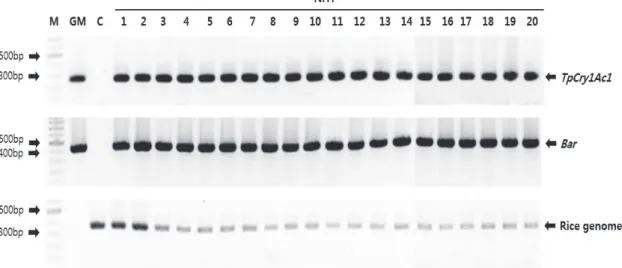 Fig. 8. Detection of hybrids between GM rice and weedy rice. 