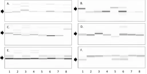 Fig. 3. Exemplary images of PCR amplification for 22 chrysanthemum SSR loci, which produce multiple bands (A, C, E) and single band like pattern  (B, D, F), which include KNOU_CRYSSR1 (A), KNOU_CRYSSR7 (B), KNOU_CRYSSR8 (C), KNOU_CRYSSR31 (D), KNOU_CRYSSR2