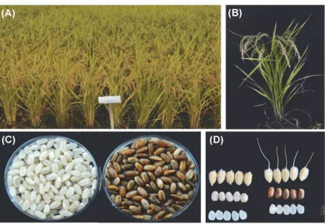 Fig. 2. Plant type at maturing stage and grain of ‘Tocomi-1’. A-B: plant type of ‘Tocomi-1’, C-D: grain shape of ‘Dongan’ (left) and 