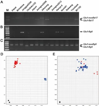 Fig. 4. Quantity of each HMW-GS composition. HMW-GS protein was separated on Protein 230 chip with 2100 bioanalyzer and quantity of HMW-GS was calculate with 2100 expert program (Agilent Technologies, CA, USA)