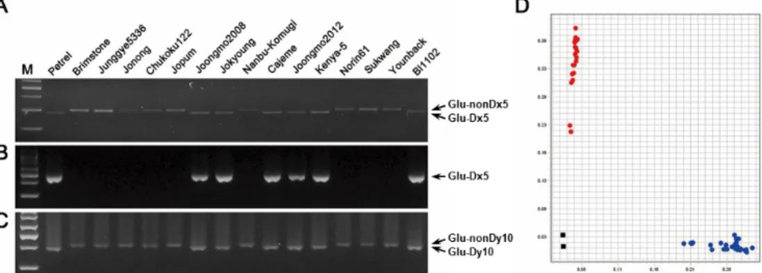 Fig. 5. Evaluation of molecular markers for genotype analysis of Glu-D1 locus. A-C. Molecular markers, UMN25 (A), Dx5-1 (B) and UMN26 (C), were examined after agarose gel electrophoresis