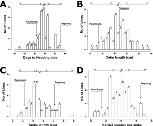 Fig. 2.   Frequency  distributions  of  heading  date  (A),  culm  length  (B),  spike  length  (C)  and  kernel  number  per  spike  (D)  in  recombinant  inbred  wheat  lines  with  long  spike  length
