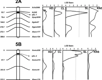 Fig. 4.  Linkage maps for spike length on chromosome 2A and 5B in of 94 recombinant inbred wheat lines with long  spike length