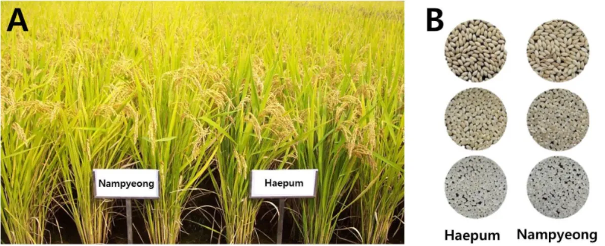 Fig. 3. Plant type at maturing stage (A) and grain shape of rough, brown, and milled rice (B).